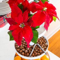 Christmas flowers and nuts as decoration in a kitchen