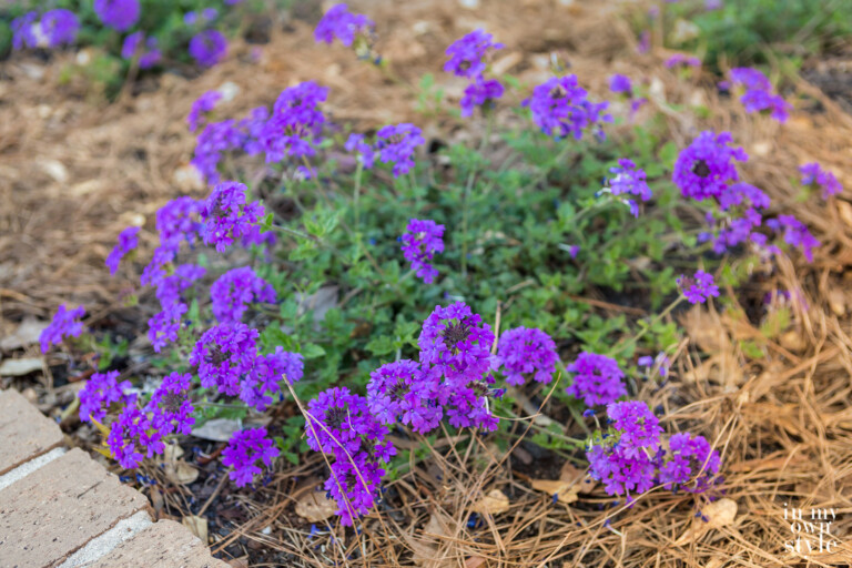 What Flower to Plant That Rabbits Don’t Like