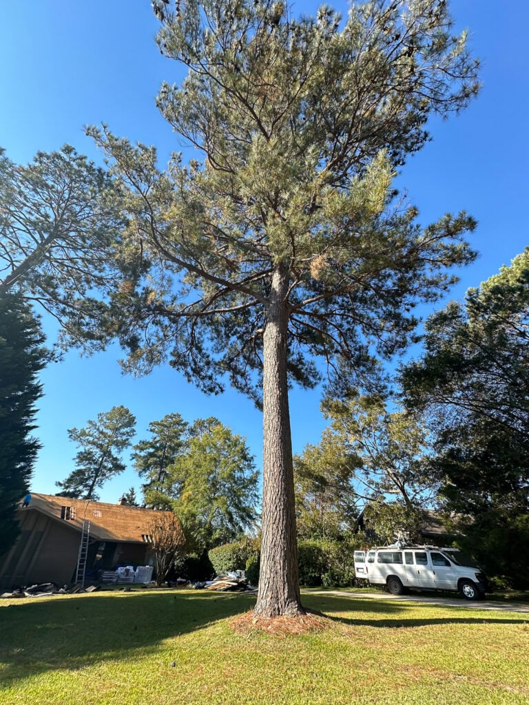 big pine tree in front of house