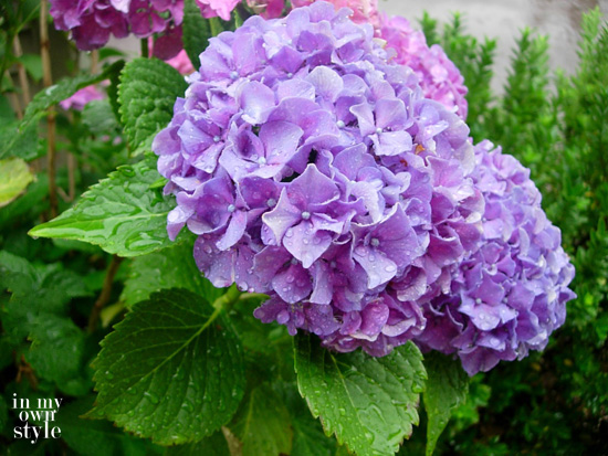 How to Turn Hydrangeas Pink or Blue