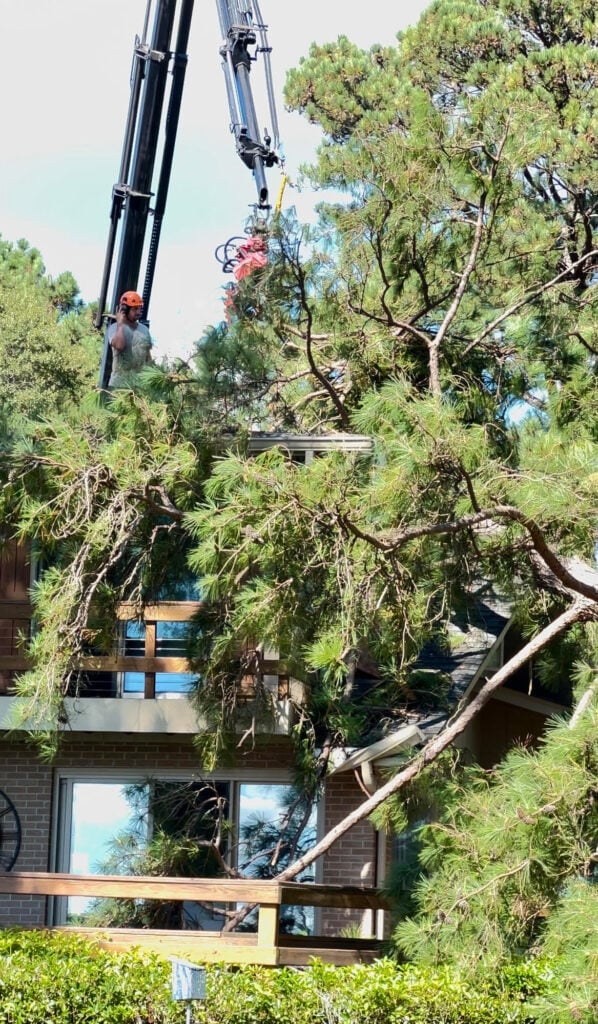 large tree being removed from house