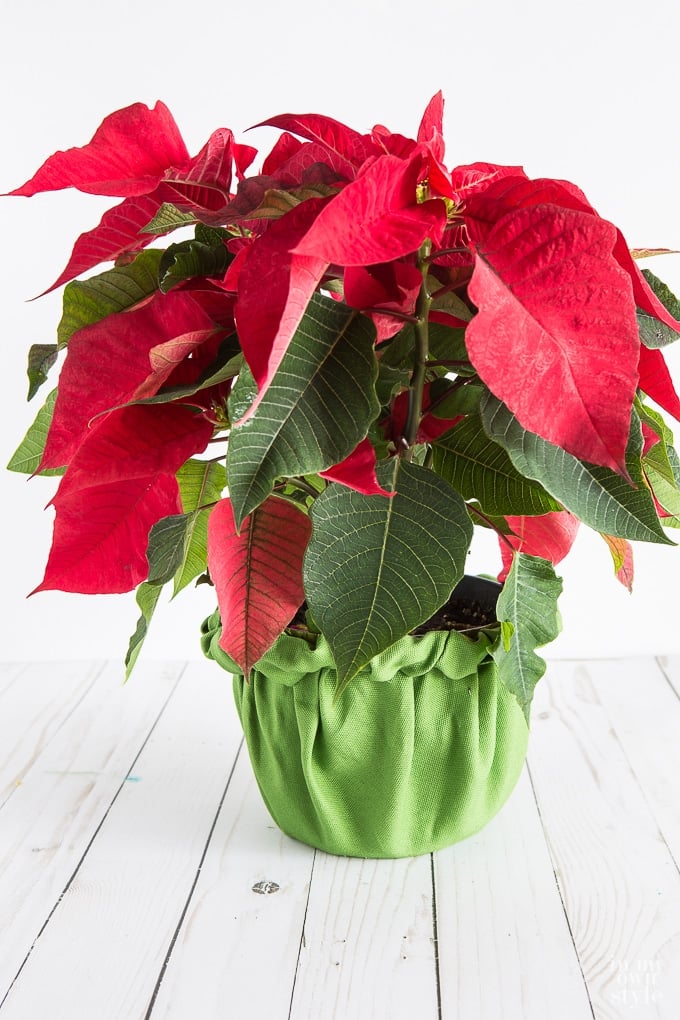 How to Gift Wrap a Plant or Flowers in a Pot